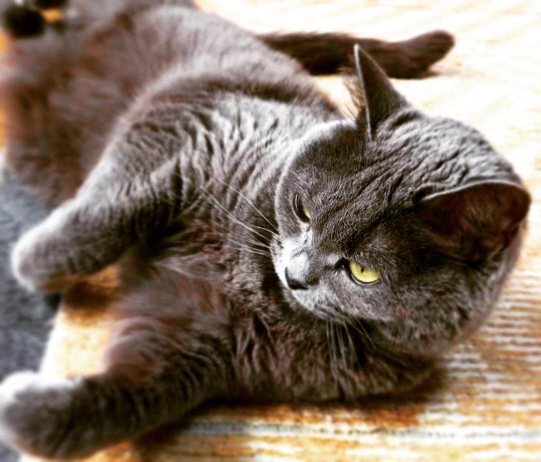 チキン南蛮カレーのルウ王子のグルメインスタ