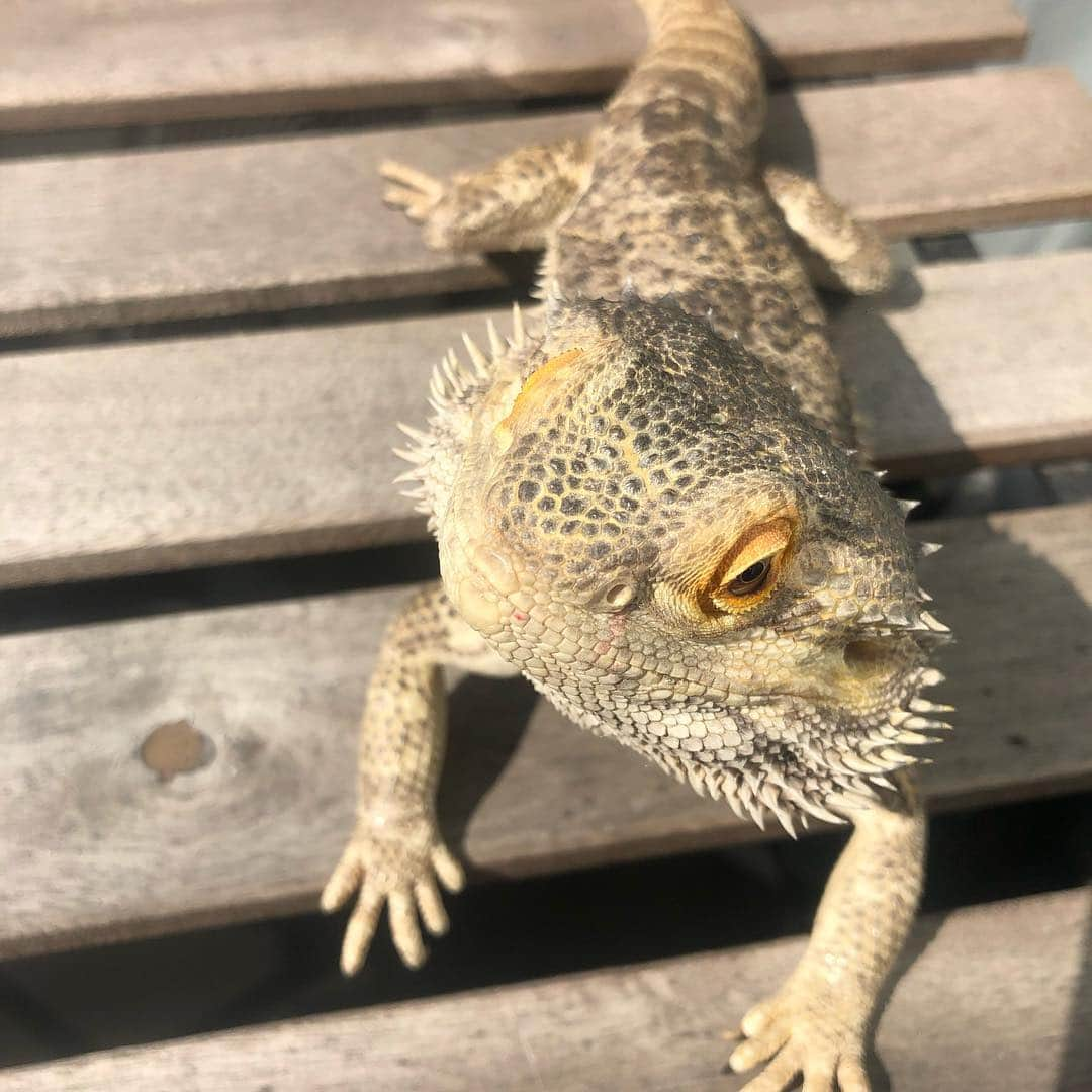 福島和可菜さんのインスタグラム写真 - (福島和可菜Instagram)「はぁー🥰  #どの角度から撮っても #いちいち可愛い #5連射 #今朝は暖かかったので #ベランダで日光浴 #口にほんのりイチゴ付いてる #最近の好物は #イチゴとみかん #サラダも食べる #ってか何でも食べる #気が合う #あまりにも可愛いので #連射 #家族 #family #フトアゴヒゲトカゲ #爬虫類 #ハピコちゃん #love #最近の夢は #川上犬 #秋田犬 #北海道犬 #と #家族になりたい #ワンちゃんのいる生活 #憧れるわ #今日も #happy #day」3月20日 10時17分 - fukushimawakana