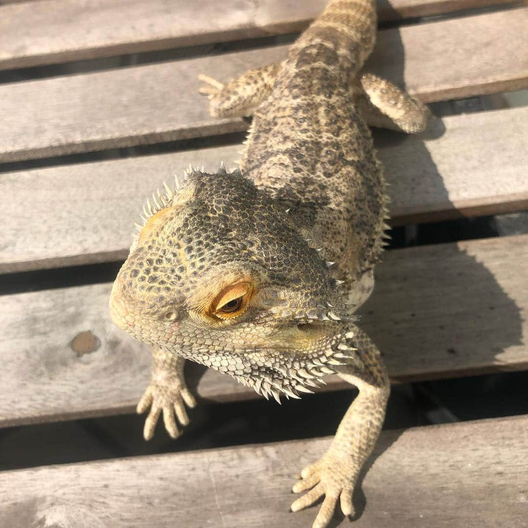 福島和可菜さんのインスタグラム写真 - (福島和可菜Instagram)「はぁー🥰  #どの角度から撮っても #いちいち可愛い #5連射 #今朝は暖かかったので #ベランダで日光浴 #口にほんのりイチゴ付いてる #最近の好物は #イチゴとみかん #サラダも食べる #ってか何でも食べる #気が合う #あまりにも可愛いので #連射 #家族 #family #フトアゴヒゲトカゲ #爬虫類 #ハピコちゃん #love #最近の夢は #川上犬 #秋田犬 #北海道犬 #と #家族になりたい #ワンちゃんのいる生活 #憧れるわ #今日も #happy #day」3月20日 10時17分 - fukushimawakana