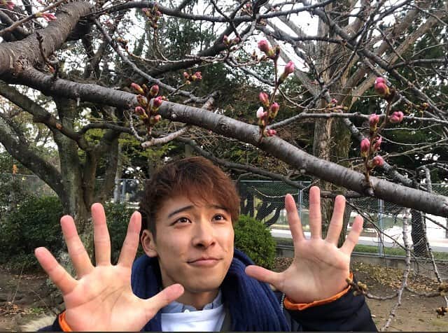 福岡放送「バリはやッ!」さんのインスタグラム写真 - (福岡放送「バリはやッ!」Instagram)「[岡] 今朝は福岡管区気象台から桜の様子をお伝えしました✌️ 一輪だけですが、きれいに咲いていましたよ🌸日中は上着がいらないくらい暖かくなりそうなので、蕾の開花が進むんじゃないかな～😄 桜たち❗元気に咲くんだよー✊‼️ 夜遅くには、雨が降りそうなのでご注意ください⚠️」3月20日 10時32分 - barihaya