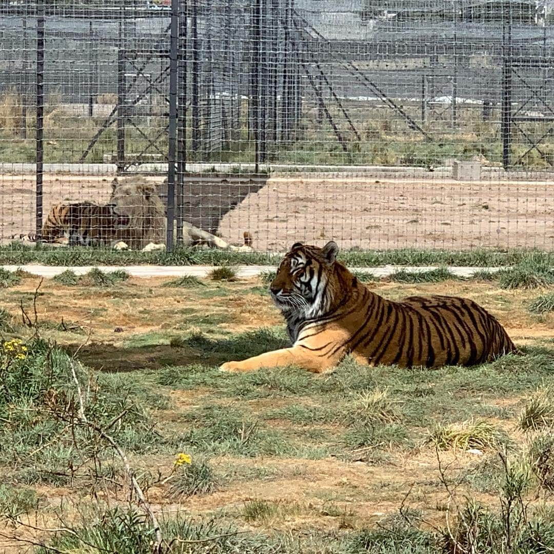 Black Jaguar-White Tiger さんのインスタグラム写真 - (Black Jaguar-White Tiger Instagram)「Frankie Boy, Gorakh and The Blue Warrior. Can you believe that Gorakh is around 30 pounds heavier than Frankie? #FrankieBoyBJWT」3月20日 10時42分 - blackjaguarwhitetiger