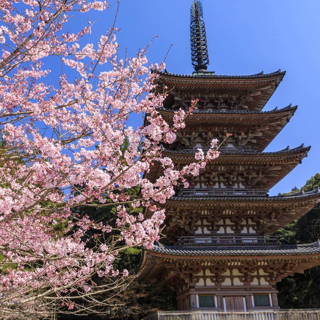 楽天トラベル さんのインスタグラム写真 - (楽天トラベル Instagram)「今年見に行きたいお花見スポットランキングをご紹介👇🏻※写真は過去の開花時のものです . 第15位は#京都 で#花の醍醐 といわれる古くからの桜の名所 #醍醐寺 🌸しだれ桜、ソメイヨシノ、山桜、八重桜などが約3週間かけて咲くため桜を長く楽しむことができるのも醍醐寺の魅力です✨ 【豊太閤花見行列】2019/4/14 . ************************ 旅先で撮った素敵な写真に @rakutentravel をタグ付けしてシェアしてね♪ 厳選してこのアカウントで紹介させていただきます！ ************************ . #楽天トラベル #楽天  #rakutentravel #旅 #旅行 #旅に出よう #旅行好きな人と繋がりたい #travel #trip #日本 #japan #일본 #instagramjapan #IG_JAPAN #japantrip #桜 #桜の名所 #sakura #cherryblossom #kyoto  #お花見」3月20日 11時00分 - rakutentravel