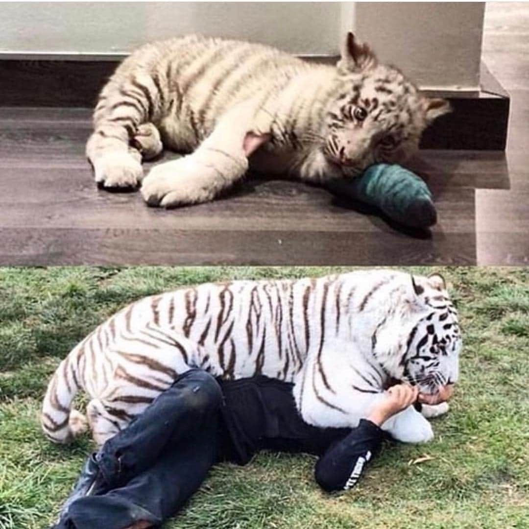 Black Jaguar-White Tiger さんのインスタグラム写真 - (Black Jaguar-White Tiger Instagram)「Before & After. Enzo is even double that size now :) #BabyEnzoBJWT」3月20日 11時03分 - blackjaguarwhitetiger