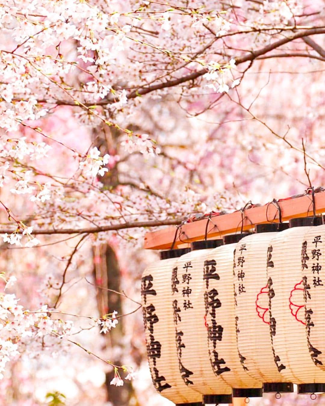 アナ・チエリさんのインスタグラム写真 - (アナ・チエリInstagram)「One week from today I will be on a plane to Japan to see the cherry blossoms bloom 🙌🏼🌸 Something I can cross off my bucket list. @benmoreland」3月20日 11時12分 - anacheri