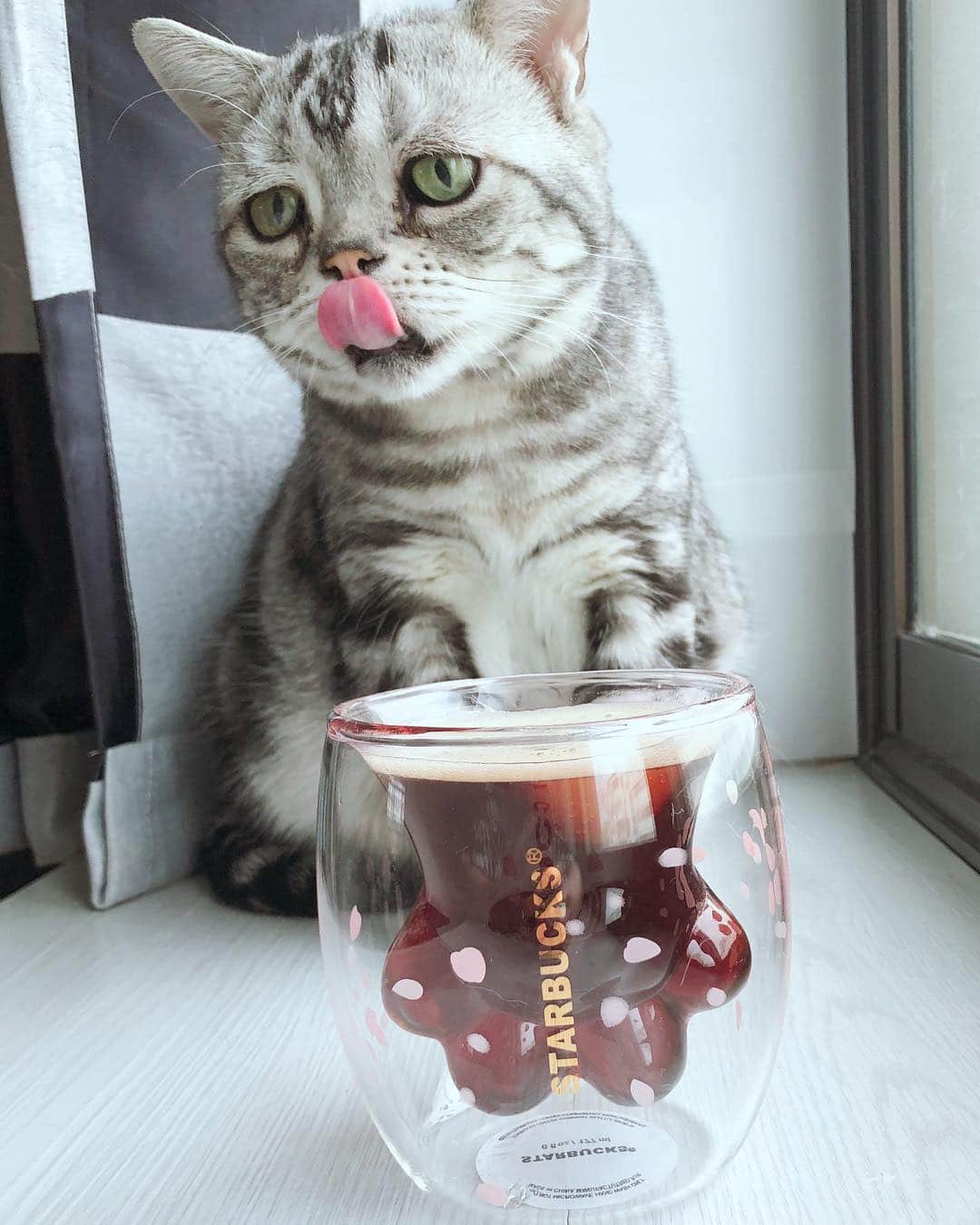 ルフさんのインスタグラム写真 - (ルフInstagram)「#luhu:"what's this?let me smell it,oh gosh! coffee again not my food,and then i m sad 😞 ..." - - #cat #cute #catsofinstagram #angel #adorable #lovely #funny #sadcat」3月20日 11時17分 - lanlan731