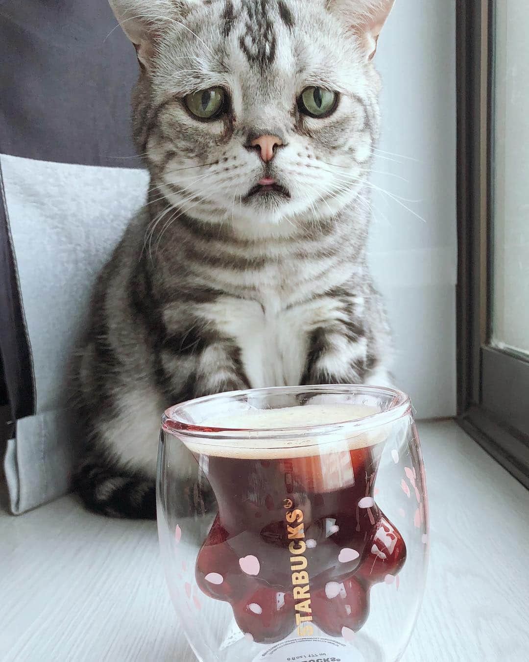 ルフさんのインスタグラム写真 - (ルフInstagram)「#luhu:"what's this?let me smell it,oh gosh! coffee again not my food,and then i m sad 😞 ..." - - #cat #cute #catsofinstagram #angel #adorable #lovely #funny #sadcat」3月20日 11時17分 - lanlan731