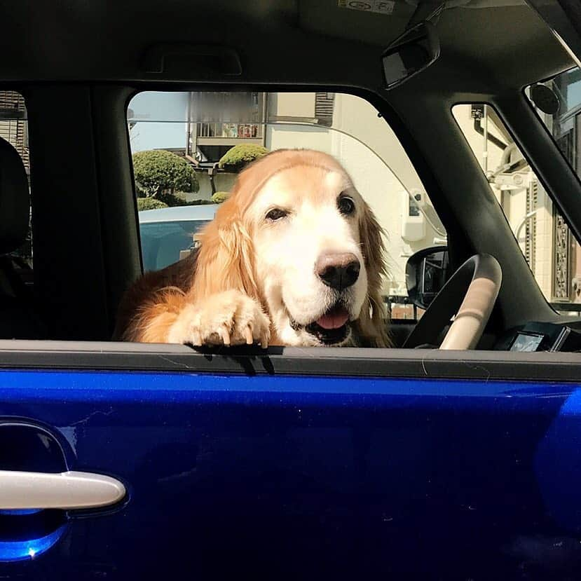 kei515yuさんのインスタグラム写真 - (kei515yuInstagram)「こんにちは。今日は良い天気です。 Hi there! It's a beautiful day!  #dogsofinstagram #ゴールデンレトリバー #ilovegolden_retrievers #retrieversgram #petscorner #insta_animal #dog_ofinstagram #insta_dogs #gloriousgoldens #retriever #goldenretriever #犬バカ部 #igdog #gryuuko #topdogphoto #repost_ezyjp #retrieveroftheday #dogscorner #weeklyfluff #thedailygolden #dog_features #excellent_dogs #pecoいぬ部」3月20日 11時28分 - kei515yu