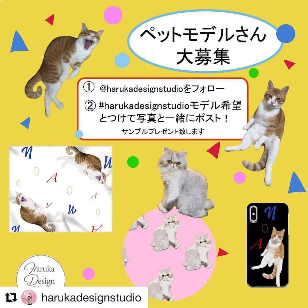 コテツさんのインスタグラム写真 - (コテツInstagram)「2019/3/20 2〜4モツ 5〜7コテツ です よろしくお願いします❤︎ #Repost @harukadesignstudio with @get_repost ・・・ 再告知♪♪♪うちの子シリーズ、モデルさん大募集！！！ ﻿ ﻿ うちの子シリーズのモデルになっていただけるペットさんを募集致します☺️ ﻿ ﻿ HarukaDesigStudioは、うちの子グッズをよりオシャレに、ステキに✨そしてラッキーアイテムになる✨というコンセプトを元に制作しています。﻿ ﻿ この度、沢山の種類のデザインサンプルを作成したく、モデルさんを募集致します。﻿ ﻿ 猫ちゃんだけでなく、ワンちゃんや小鳥さん等、愛するペットちゃんならオッケーです✨﻿ ﻿ 綺麗な画像ではなくてもこちらで加工するので、うちの子のグッズが欲しい！﻿ でも、なかなか綺麗な写真が撮れない！！という方に是非応募して頂きたいです☺️ ﻿ ﻿ ﻿ モデルさんになって頂いた方には、何かしら一点、サンプルをプレゼントしたいと思います。（これから製作するので、品種はまだ決まっていません、ごめんなさい！🙏💧💧） ﻿ ﻿ ﻿ ﻿ 又、拡散希望です♪ご協力頂けると嬉しいです😆💕 ﻿ ﻿ 応募方法﻿ ●@harukadesignstudioをフォローして頂き、#harukadesignstudioモデル希望﻿ とつけて、こちらの投稿をリポスト、又はスクショをグッズにしたい画像と一緒にポストして下さい。複数枚あると嬉しいです☺️💕 ﻿ ﻿ 応募条件﻿﻿ ●SNS、HarukaDesignStudio ホームページに出来たサンプルを掲載させて頂ける方✨ ﻿﻿ ﻿ ●DMオッケーな方✨ ﻿ ﻿ ●グッズとして展開してもオッケーな方✨ ﻿ ﻿ ●届いたサンプルと一緒にペットさんと撮影した写真をSNSに投稿して下さる方✨﻿ ﻿ これからHarukaDesignStudioは、サービスをどんどん展開していきたいです。﻿ 応援して下さる方々の応募、是非お待ちしております♪💕﻿ 何卒、よろしくお願い致します☺️ ﻿ ﻿ ﻿ #うちの子﻿ #うちの子グッズ﻿ #プレゼント﻿ #harukadesignstudioモデル希望 ﻿ #拡散希望﻿ ﻿ #ペット﻿ #ペットモデル﻿ #ねこ部﻿ #ねこのいるくらし  #ねこばか﻿ #チンチラシルバー ﻿ #チンチラゴールデン﻿ #エキゾチックショートヘア ﻿ #エキゾチックロングヘア ﻿ #うさぎ﻿ #うさぎのいる暮らし ﻿ #ハリネズミ﻿ #ハリネズミのいる暮らし ﻿ #いぬすたぐらむ ﻿ #いぬのいる暮らし﻿ #ヨコハマハンドメイドマルシェ﻿ #harukadesignstudio﻿ #harukamatsuda7」3月20日 11時37分 - kotetuchan