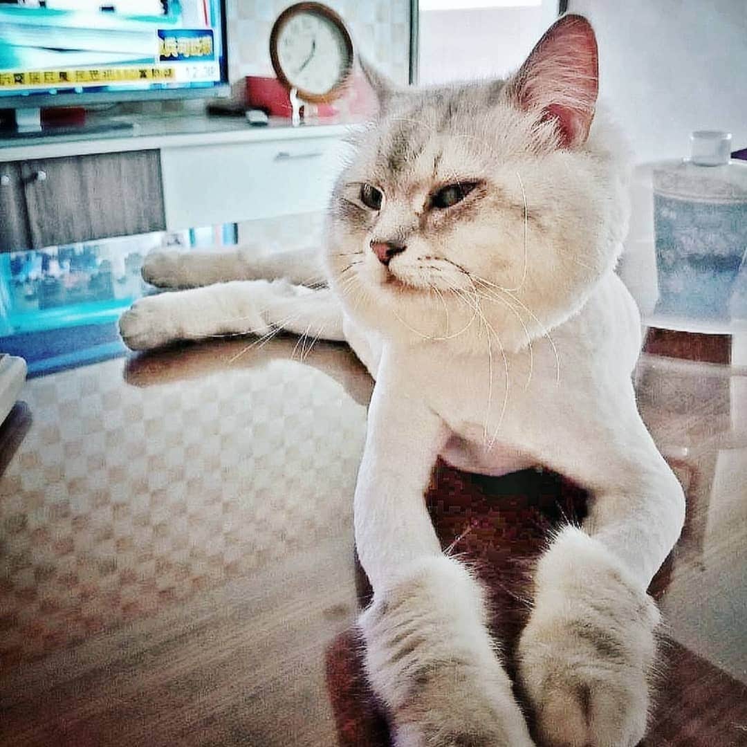 CatStockerさんのインスタグラム写真 - (CatStockerInstagram)「Hello! #catstocker is here!  Follow our FURRriend @benjiyeh.cat  Scroll right for more pictures 👉 . . . . .  #cat #neko #mačka #chat #kočka #котка #kotek #kot #кіт #mače #кошка #кот #katze #gato #gatto #kissa #kattunge #猫 #고양이 #貓 #kedi #köttur #kissanpentu #חתול #кішка #고양이새끼 #chaton #kitty #cats」3月20日 11時44分 - catstocker