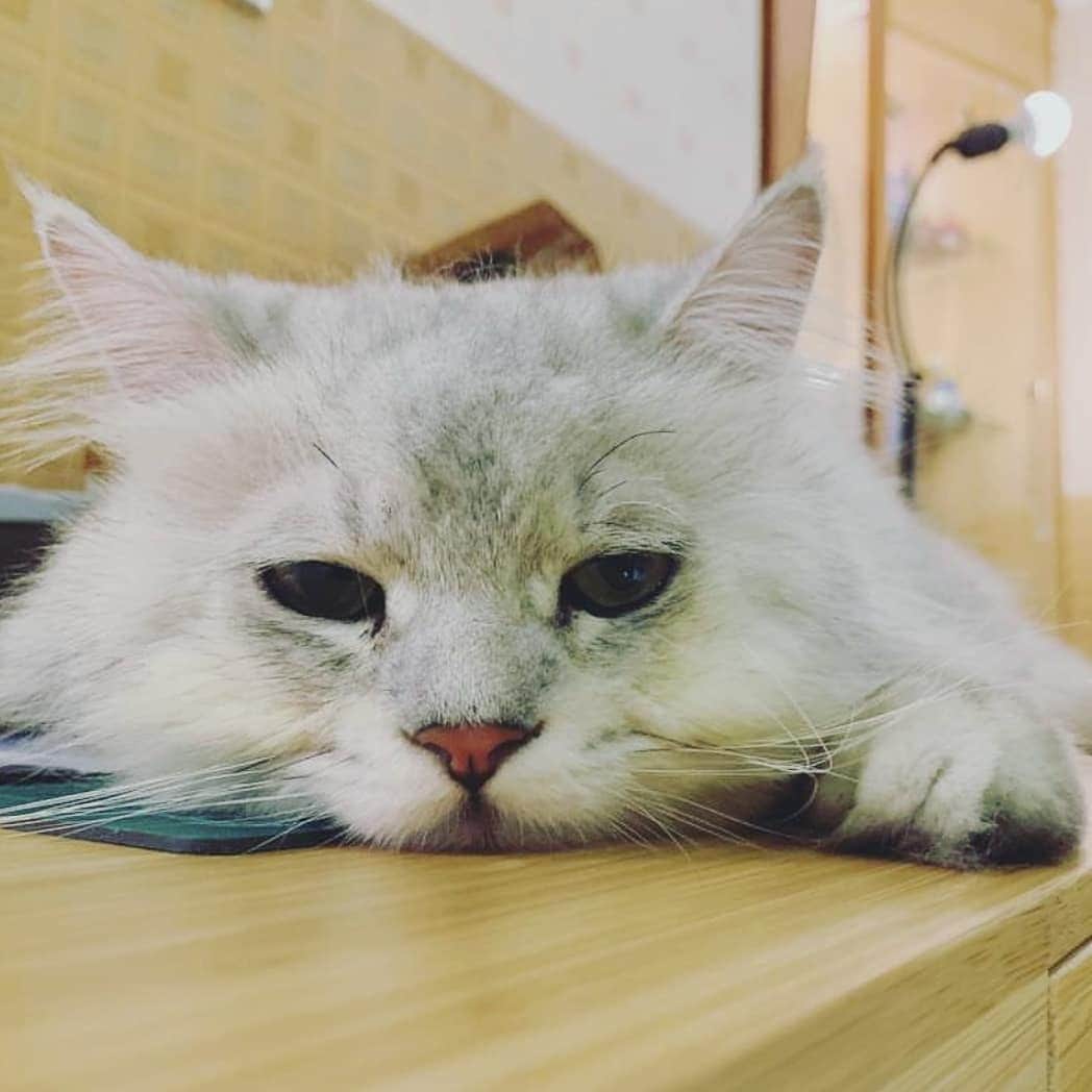CatStockerさんのインスタグラム写真 - (CatStockerInstagram)「Hello! #catstocker is here!  Follow our FURRriend @benjiyeh.cat  Scroll right for more pictures 👉 . . . . .  #cat #neko #mačka #chat #kočka #котка #kotek #kot #кіт #mače #кошка #кот #katze #gato #gatto #kissa #kattunge #猫 #고양이 #貓 #kedi #köttur #kissanpentu #חתול #кішка #고양이새끼 #chaton #kitty #cats」3月20日 11時44分 - catstocker