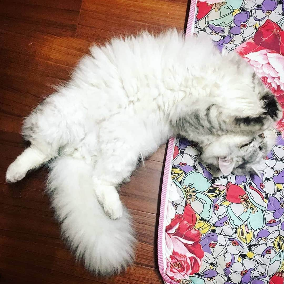 CatStockerさんのインスタグラム写真 - (CatStockerInstagram)「Hello! #catstocker is here!  Follow our FURRriend @benjiyeh.cat  Scroll right for more pictures 👉 . . . . .  #cat #neko #mačka #chat #kočka #котка #kotek #kot #кіт #mače #кошка #кот #katze #gato #gatto #kissa #kattunge #猫 #고양이 #貓 #kedi #köttur #kissanpentu #חתול #кішка #고양이새끼 #chaton #kitty #cats」3月20日 11時44分 - catstocker