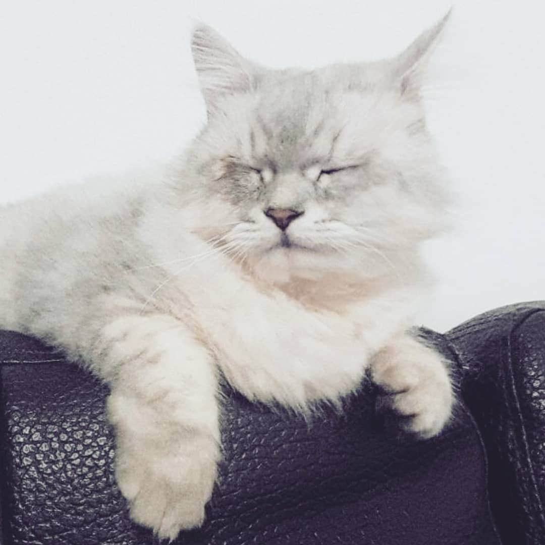 CatStockerさんのインスタグラム写真 - (CatStockerInstagram)「Hello! #catstocker is here!  Follow our FURRriend @benjiyeh.cat  Scroll right for more pictures 👉 . . . . .  #cat #neko #mačka #chat #kočka #котка #kotek #kot #кіт #mače #кошка #кот #katze #gato #gatto #kissa #kattunge #猫 #고양이 #貓 #kedi #köttur #kissanpentu #חתול #кішка #고양이새끼 #chaton #kitty #cats」3月20日 11時44分 - catstocker