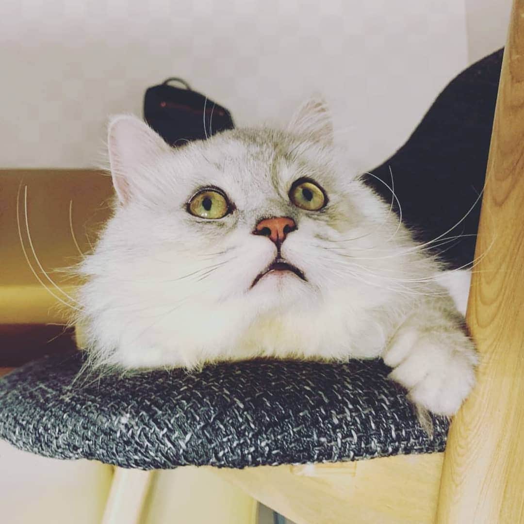 CatStockerのインスタグラム：「Hello! #catstocker is here!  Follow our FURRriend @benjiyeh.cat  Scroll right for more pictures 👉 . . . . .  #cat #neko #mačka #chat #kočka #котка #kotek #kot #кіт #mače #кошка #кот #katze #gato #gatto #kissa #kattunge #猫 #고양이 #貓 #kedi #köttur #kissanpentu #חתול #кішка #고양이새끼 #chaton #kitty #cats」