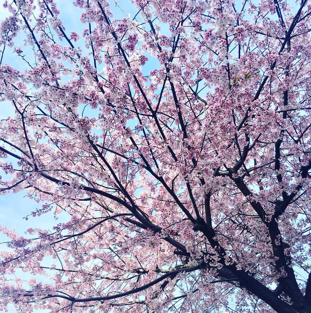 佐藤仁美さんのインスタグラム写真 - (佐藤仁美Instagram)「桜咲いてるぅ~！！！あげー！！！！もう、そんな時期(次期←直したよ)なのねー！！！！！卒業シーズンになったのねー！！だーかーらーかー！！！！！！ #卒業祝いで飲んでる若者 #移動のたび #私の背中に当たってたぞ #何度も何度も #ぼんぼんぼーんってな #遅くまで #子供連れてる家族もいたな #家族が #タバコバンバン吸ってたな #2歳と4歳だってさ #毒親を #初めて見た #一杯飲んで #帰るよね #居心地悪かったわー #違う店で酔ったけどね #ちゃんちゃん #桜 #好き」3月20日 12時02分 - sato.hitomi.19791010