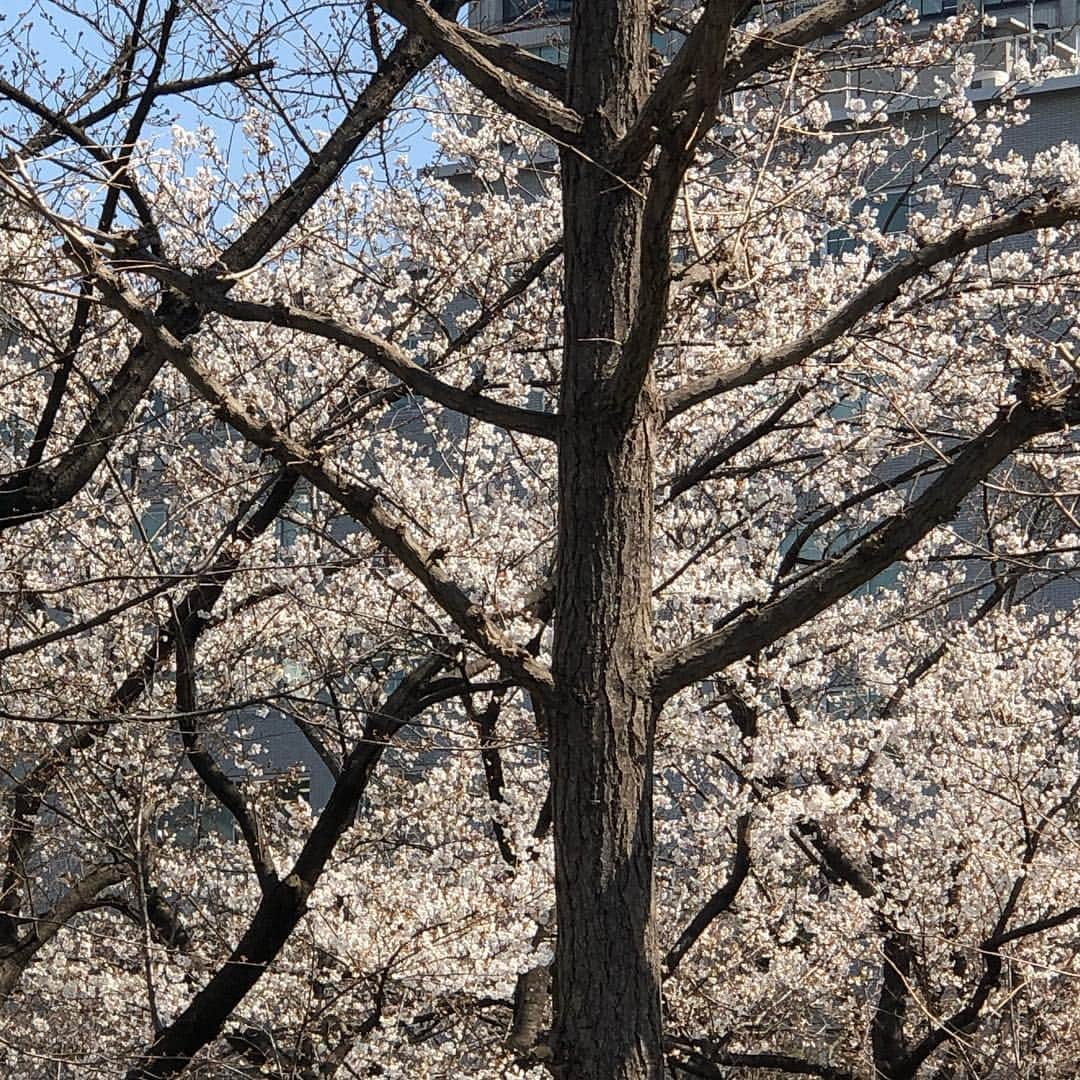 石丸幹二さんのインスタグラム写真 - (石丸幹二Instagram)「東京のど真ん中、霞ヶ関にほぼ #満開の桜 ？ 品種は何だろう #石丸幹二」3月20日 11時59分 - team_kanji_ishimaru