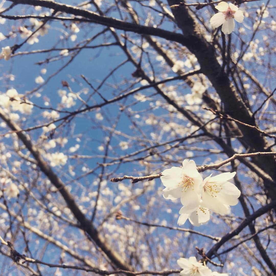 のインスタグラム：「#春の陽気 に誘われて子ども達と#公園 に出かけたら、#桜 （#ソメイヨシノ ？）がチラホラ花開いていました🌸 #開花 #自転車 #三輪車 #働き方改革 #メーテレ #アナウンサー #倉橋友和」