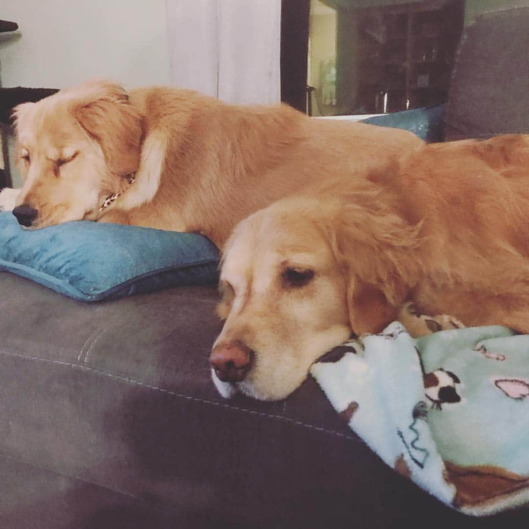 モヒートさんのインスタグラム写真 - (モヒートInstagram)「Goodnight friends 😴 ------------------------------- #goldensofig #goldenretriever  #goldenretrieversofinstagram #betterwithpets #dogsofig  #dogsofinstagram #fluffypack #gloriousgoldens #cute #welovegoldens #ilovemydog #dogcrushdaily #retrieveroftheday #goldenlife #featuregoldens #goldenretrieverfeatures #bestwoof #goldenretrieverft #ProPlanDog #ilovegolden_retrievers #mydogiscutest #retrieversgram #chewy #dogsofcle」3月20日 12時08分 - mojito_rose_family