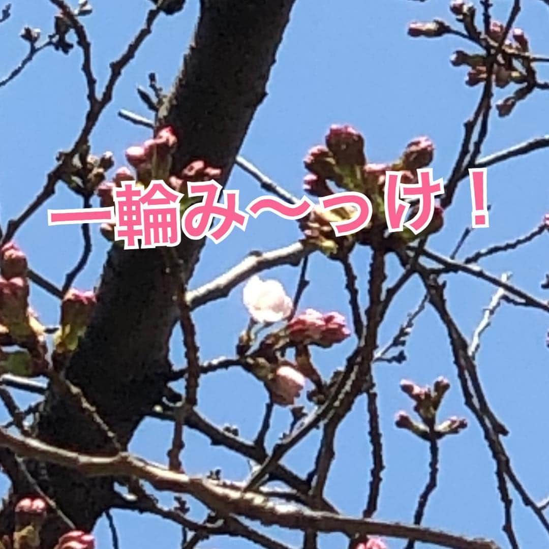 今村涼子さんのインスタグラム写真 - (今村涼子Instagram)「#サクラサク 桜前線スタート！ 今年のトップは長崎でした〜 テレ朝前の毛利庭園のソメイヨシノも 咲き始めてます。」3月20日 12時15分 - ryoko.imamu