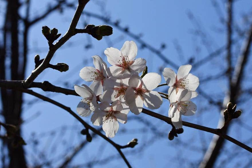 中山美香さんのインスタグラム写真 - (中山美香Instagram)「街に色が溢れてきました😍 . . . #桜 #サクラ #菜の花 #花  #cherryblossom #flower #fleur」3月20日 12時19分 - mika5nakayama