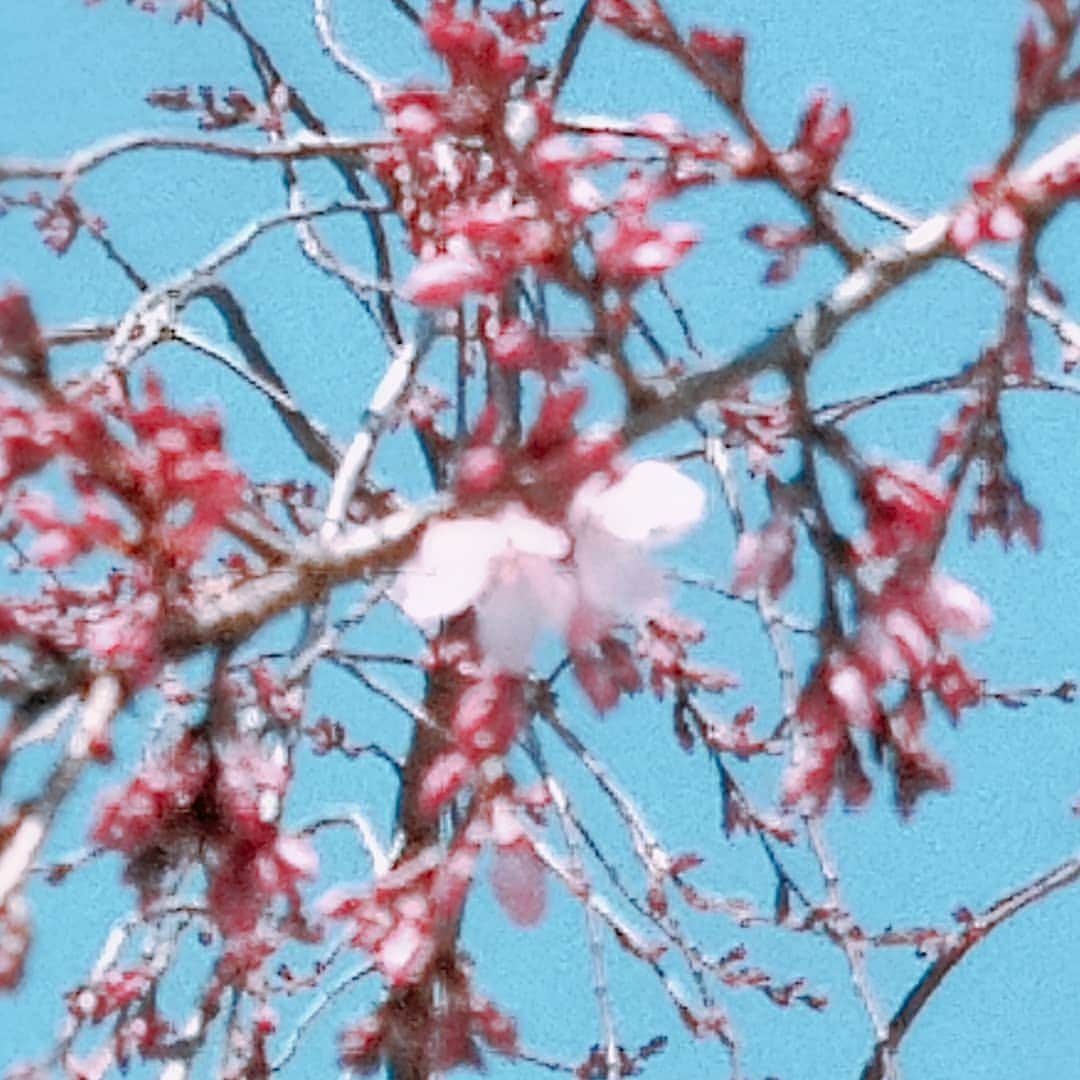 佐藤裕二さんのインスタグラム写真 - (佐藤裕二Instagram)「#暖かい ですね〜。もーう少しです。#メーテレ のお隣#東別院 の#ソメイヨシノ の#つぼみ は随分ふくらんで今にもほころびそうです。 #開花 の発表も間もなくですね。 #シダレザクラ は数輪咲いてました  明日の#イマネタ は、#最新 花見事情。  #なっちゃん へのたくさんの#メッセージ #ありがとうございます なっちゃんも読んで#感激 してました。  #名古屋 #中区 #名古屋市中区  #花見 #境内 #さくら#桜 #ドデスカ #佐藤裕二」3月20日 12時28分 - karaage_satou