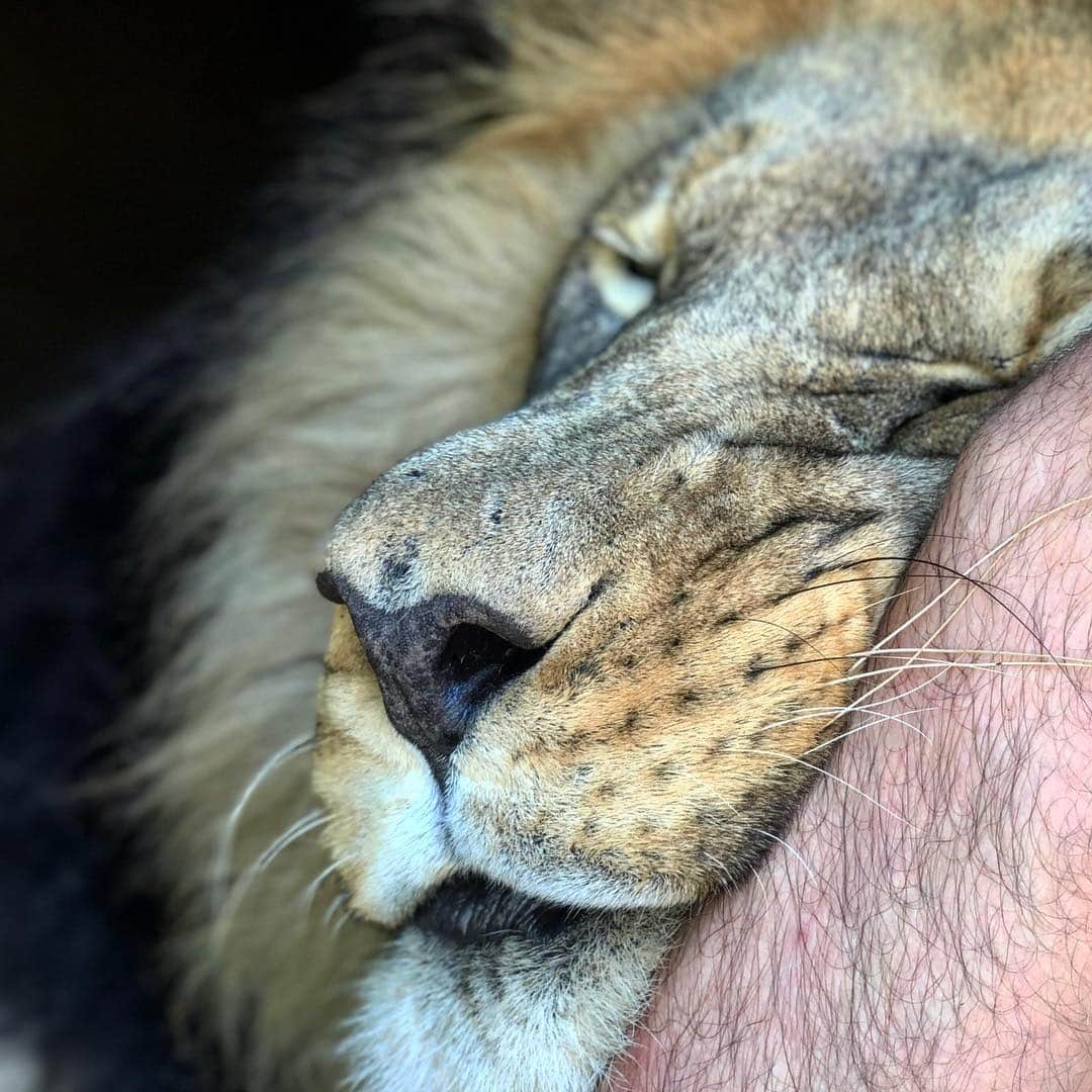 Kevin Richardson LionWhisperer さんのインスタグラム写真 - (Kevin Richardson LionWhisperer Instagram)「How I’m feeling midway through the week. #longweek」3月20日 12時22分 - lionwhisperersa
