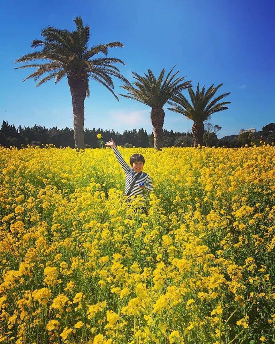 のインスタグラム：「こんにちは😊 現在、「春の訪れ」をテーマにお写真・動画を募集中です✨ 本日の #タビスルキッズ はこちら💕 📷 @yun_chonaさん 🚩愛知県・田原市「菜の花まつり」 🎙ご本人コメント 黄色の世界🌼 ＊＊＊＊＊＊ 圧巻の「黄色の世界🌼」ですね✨ かわいいお写真ありがとうございます💕」