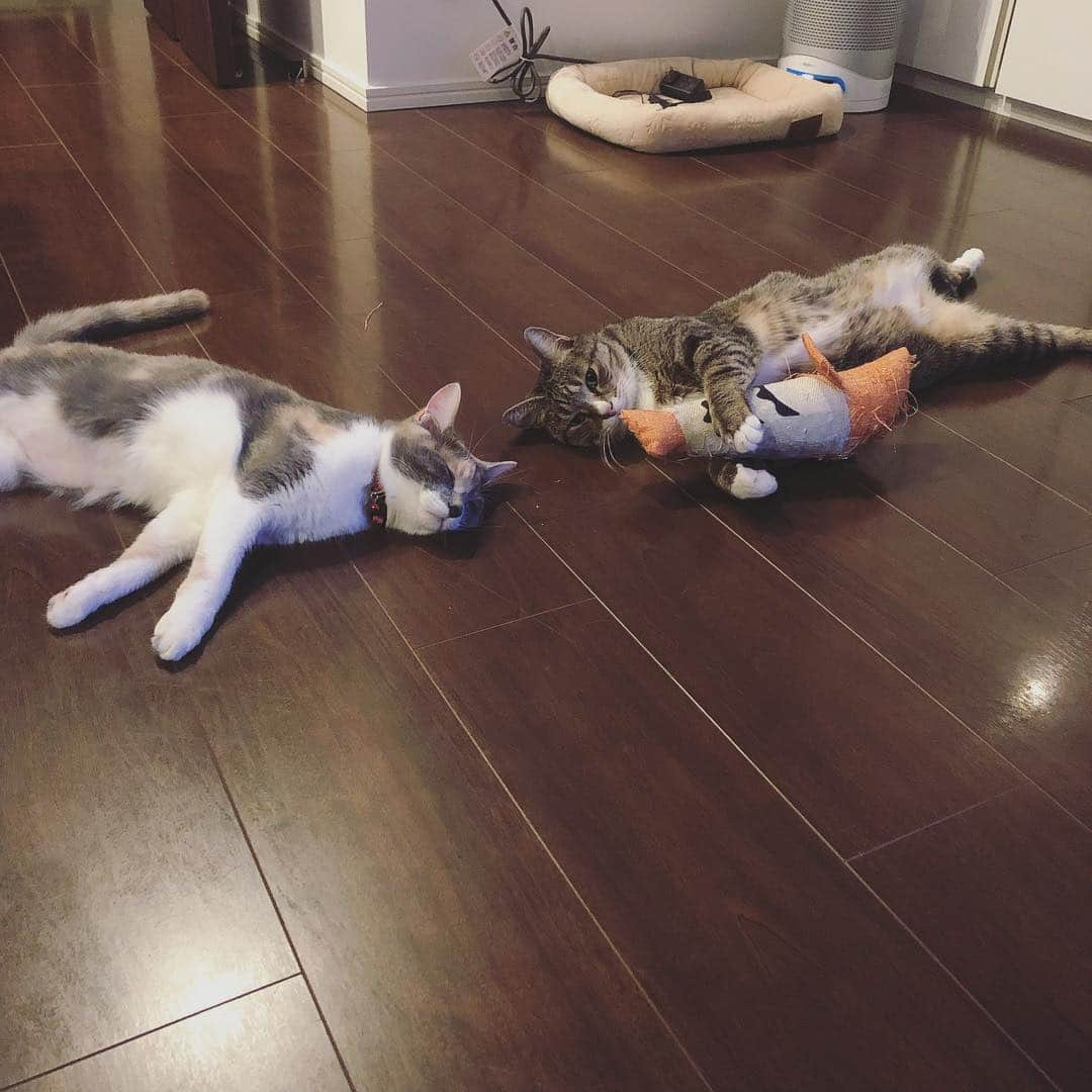 藤崎奈々子さんのインスタグラム写真 - (藤崎奈々子Instagram)「仲良しで 可愛いなぁ😍 ・ #保護猫#きじとら猫#三毛猫#ねこのいる生活#ねこのいる暮らし#にゃんすたぐらむ#多頭飼い#仲良し#猫#お気に入り#おもちゃ」3月20日 12時45分 - nanakofujisaki