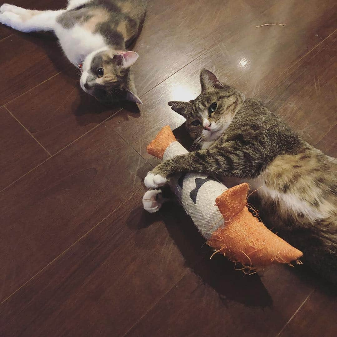 藤崎奈々子さんのインスタグラム写真 - (藤崎奈々子Instagram)「仲良しで 可愛いなぁ😍 ・ #保護猫#きじとら猫#三毛猫#ねこのいる生活#ねこのいる暮らし#にゃんすたぐらむ#多頭飼い#仲良し#猫#お気に入り#おもちゃ」3月20日 12時45分 - nanakofujisaki