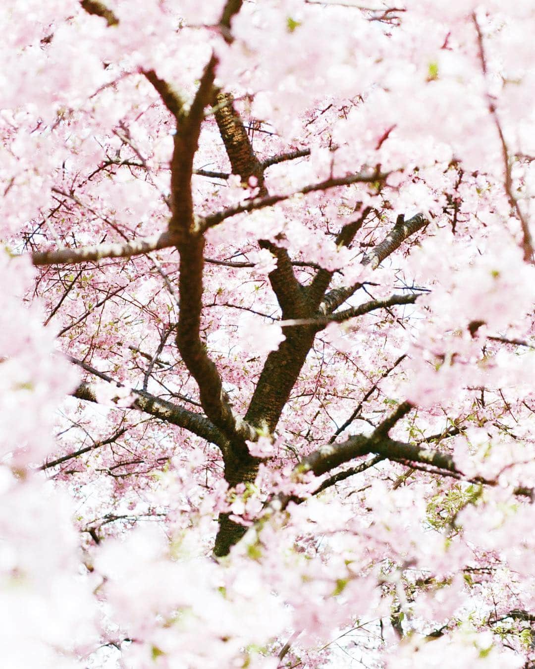 岩倉しおりさんのインスタグラム写真 - (岩倉しおりInstagram)「春ってだけで心が救われる気がする。」3月20日 23時44分 - iwakurashiori