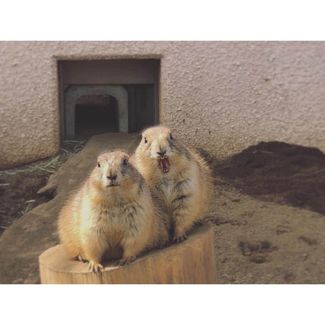 葉月さんのインスタグラム写真 - (葉月Instagram)「▽2019.03.19. さとこと静岡県デート！ #日本平動物園 に💓 #プレーリードッグ かわいすぎました、、、」3月20日 23時46分 - hazu1121