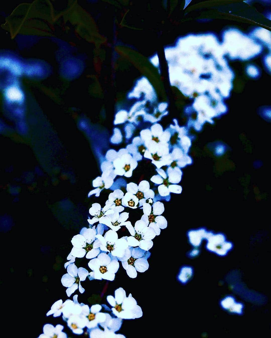 松本まりかさんのインスタグラム写真 - (松本まりかInstagram)「これは雪じゃない。花だ。  墓に息吹くパッションだ！  タイトル『白、縦横無尽』」3月20日 23時49分 - marika_matsumoto