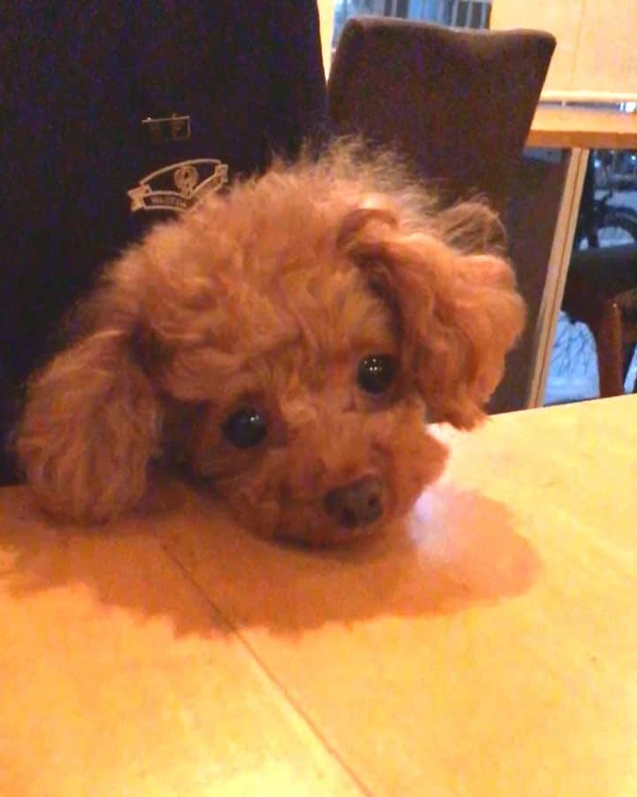 のインスタグラム：「昨日は近所のカフェでまたはなちゃんと 一緒になりました🐶☺️ リロもはなちゃんも大人しくて、お互い あまり干渉せず平和に過ごしてました👍 はなちゃんは僕の膝でも大人しくしてくれてめっちゃ可愛かった〜😊 #プードル#トイプードル#ティーカッププードル#犬#poodle#teacuppoodle#toypoodle#dog#dogstagram#instadog#푸들#caniche#Pudel#貴婦狗#animalsco」