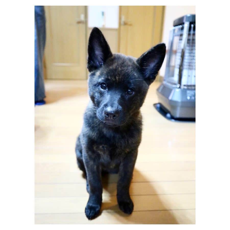 小林由佳のインスタグラム：「Our new family !🐕 ⋆* sometime CUTE sometime NAUGHTY☀︎ ・ ・ 我が家のやんちゃガールは 毎日なにかに食いついているし、 (または、食らいついてくる) 毎日 え…マジすか… みたいなことばっかしてるけど、5回に1回くらいは可愛いです🤫笑 ・ ・ #甲斐犬 #小林サン #もふもふ #もーすぐ3ヶ月 #🐕」