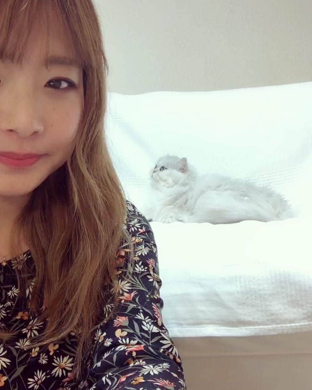 のインスタグラム：「今夜もインスタライブありがとうございました！！ . . . 映画の話で好みがバレる笑笑 ミュージカル映画や、ディズニー、ジブリ大好きです😅❤️ そして毎回出るクセノスの話w 見てくれてた人がいて嬉しい。 . . #インスタライブ生配信  #cat  #しろねこ  #チンチラシルバー」