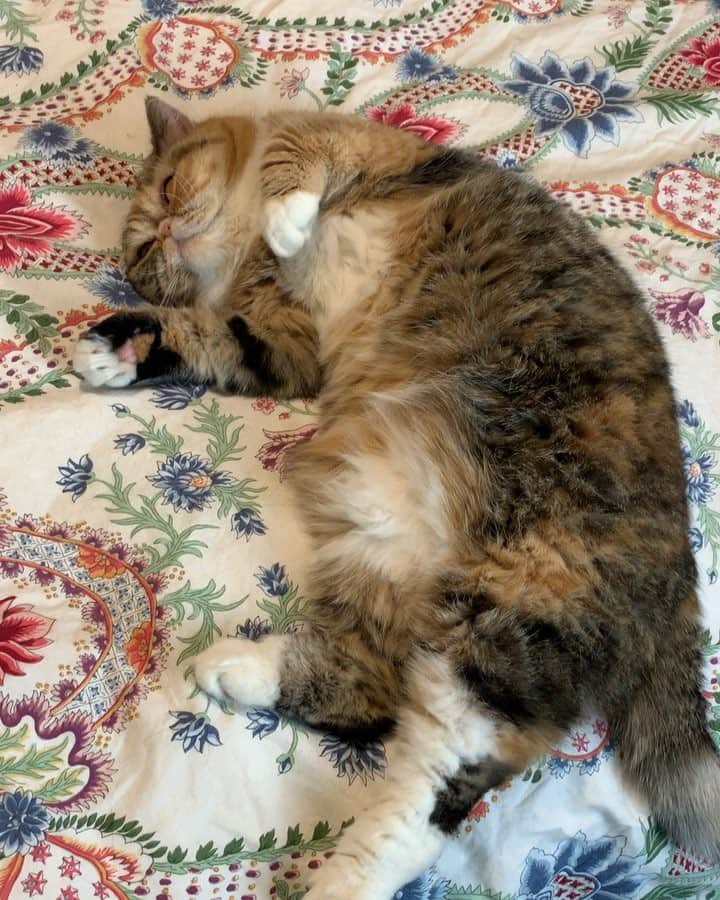 Tinaのインスタグラム：「Chatty birthday girl turns 6 today! 🥳」