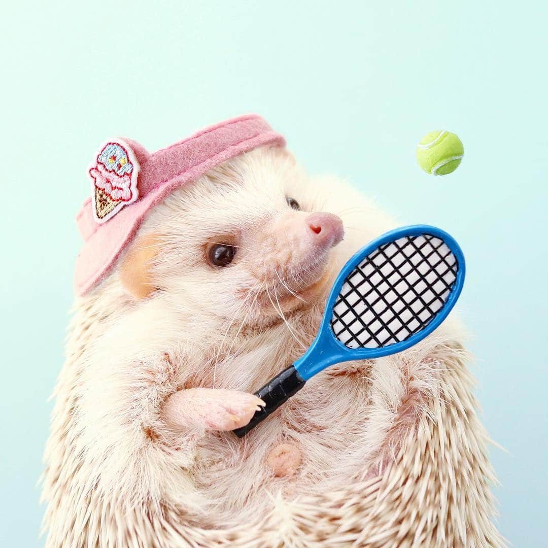 ダーシーさんのインスタグラム写真 - (ダーシーInstagram)「Tennis player🦔〜🎾 ・ ・ ・ #なりきりショパン スポンサーはアイス屋さん😋🍨✨ ・ @ayabribrick さんのサンバイザー✨」3月20日 22時41分 - darcytheflyinghedgehog
