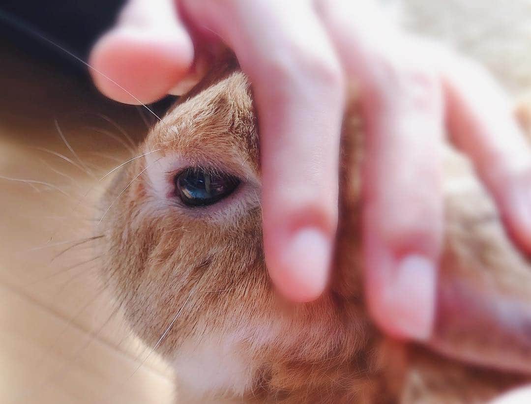 ラン?さんのインスタグラム写真 - (ラン?Instagram)「なでなで♡ ☆ #うさぎ #ネザーランドドワーフ #rabbit #bunny #bunnystagram  #rabbitstagram  #cute  #かわいい #ふわもこ部  #もふもふ  #zip写真部  #アニマル写真部 #instagramjapan #netherlanddwarf #うさぎと暮らす  #うさぎのいる暮らし #癒し #kawaii #ランちゃん  #なでなで 2019.03.20」3月20日 22時33分 - mofumofuusako