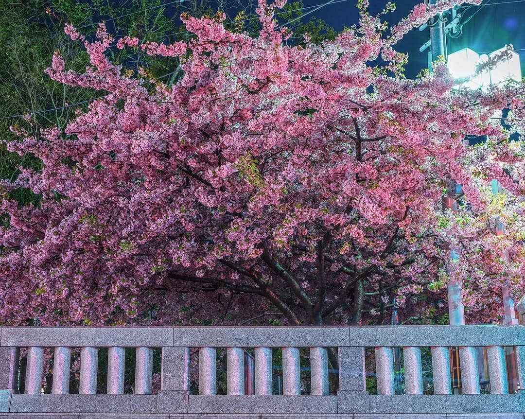 иαяα & куσтσ νιятυαℓ ωσяѕhιρさんのインスタグラム写真 - (иαяα & куσтσ νιятυαℓ ωσяѕhιρInstagram)「. 河津桜 Night Cherry blossom . . 夜桜見物 桜といいますか花は現像難しくて色の再現 この河津桜はソメイヨシノより色が濃いのでさらに現像迷います。 撮影日：2019年3月19日 . 〜Cherry blossoms （Kawazu）〜 KAWAZUZAKURA is one kind of cherry trees in Japan.  The natural hybridization kind of Oshima-zakura flowering cherry and Kanhi cherry blossoms.」3月20日 22時48分 - i_masanao