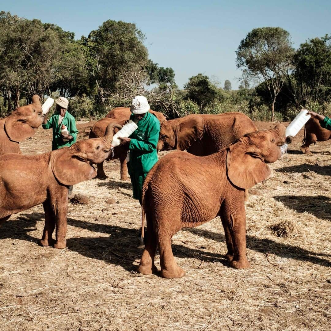 TIME Magazineさんのインスタグラム写真 - (TIME MagazineInstagram)「Elephants are fed with milk by keepers at the David Sheldrick Wildlife Trust orphanage in #Nairobi on March 12. Each calf at the nursery was orphaned by poachers, drought or due to conflict with humans encroaching ever further into the few wild places left. #Elephants stay at the orphanage for about three years; they are fed every three hours and sleep in individual wooden pens, each with a keeper. In 42 years, the trust has rehabilitated more than 230 orphan elephants. Photograph by Yasuyoshi Chiba—@afpphoto/@gettyimages #🐘 #🍼」3月20日 23時00分 - time