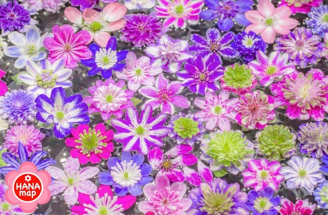 はなまっぷ❁日本の花風景のインスタグラム