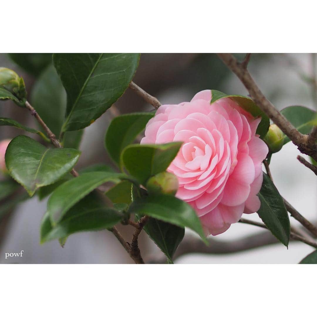 anemone_69のインスタグラム：「. #ご近所散歩 で見つけた 花いろいろ⋆*❁*⋆ฺ｡* . ① #乙女椿 ②③ 椿 ④⑤ 水仙 ⑥ 馬酔木 ⑦⑧ クリスマスローズ . .」