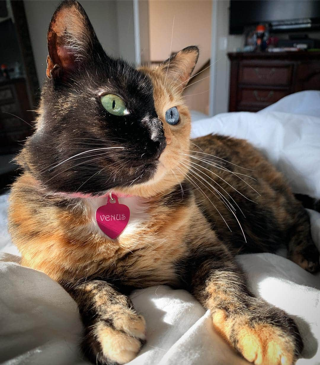 Venus Cat さんのインスタグラム写真 - (Venus Cat Instagram)「This is the face HuMom first sees when she wakes up. No wonder she always wakes up in a good mood! 🤗😹🐾 #goodmorning」3月20日 23時11分 - venustwofacecat