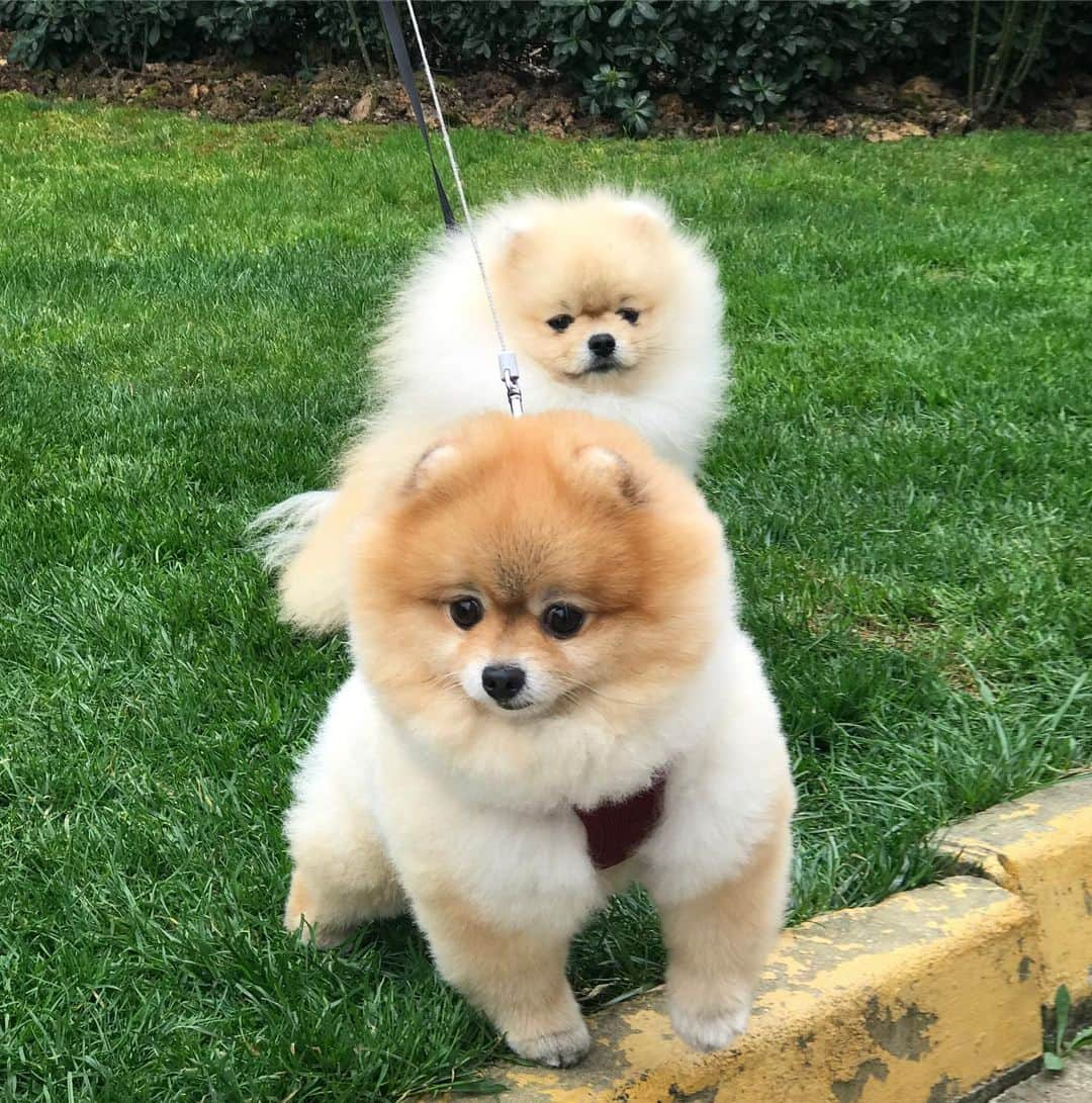 Shilaさんのインスタグラム写真 - (ShilaInstagram)「Im the bodyguard  of our place😃.just looking for strangers to bark at them..Eddie's  just chilling and enjoying outside 😆Have a happy day! 💚💚💚 // Ben bizim sitenin guvenliginden sorumluyum , Eddie de oyle takilsin keyif yapsin iste 😁.. Herkese mutlu gunlerr 🤗💚💚💚」3月20日 23時14分 - shila_the_pom