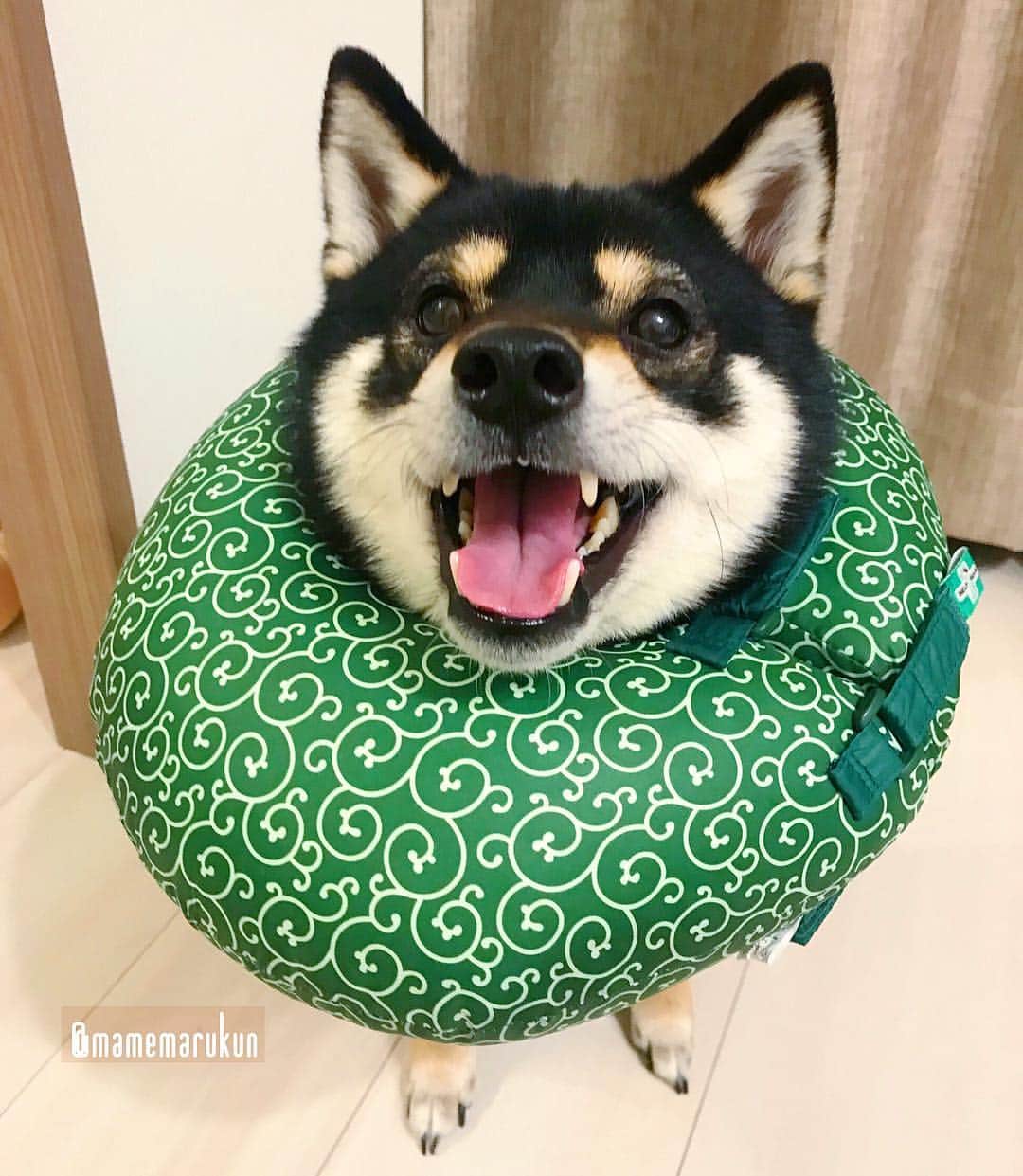 まめ丸のインスタグラム：「* * えーっ❣️ 明日はおやすみなの🐶❓ うれしいうれしい💓 * happy🐶💓 * #しらなかった #はやくいってよね❣️ #なにしてあそぶ🐶💓❓ * #柴犬#豆柴#柴#黒柴#犬#ふわもこ部#犬バカ部#しばいぬ#shiba#shibainu#shibastagram#shibadog#puppy#instadog#dogstagram#dog#pet#petstagram#buzzfeedanimals#adorable#kawaii#강아지#pecotv#映画ペット2キャンペーン#いぬのきもち賞」