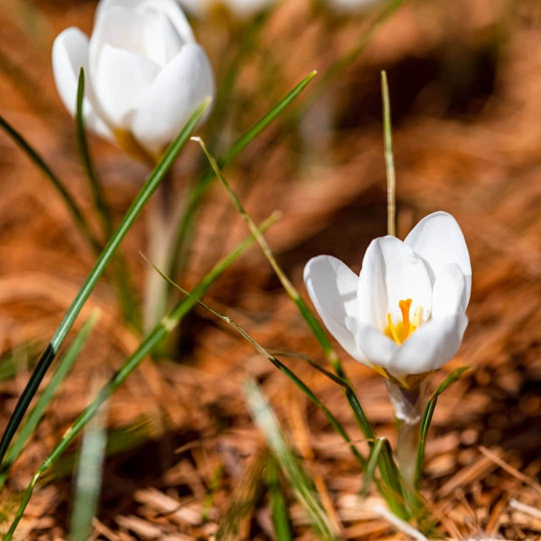 ニューヨーク植物園さんのインスタグラム写真 - (ニューヨーク植物園Instagram)「✨Happy Spring Equinox! See #whatsbeautifulnow around NYBG, from the earliest crocuses to the vibrant buds of flowering trees. Join us and explore the first signs of our most colorful season of the year. . #plantlove  #Crocuschrysanthus #Prunusmume #Chrysospleniummacrophyllum #Rhododendronmucronulatum」3月20日 23時18分 - nybg