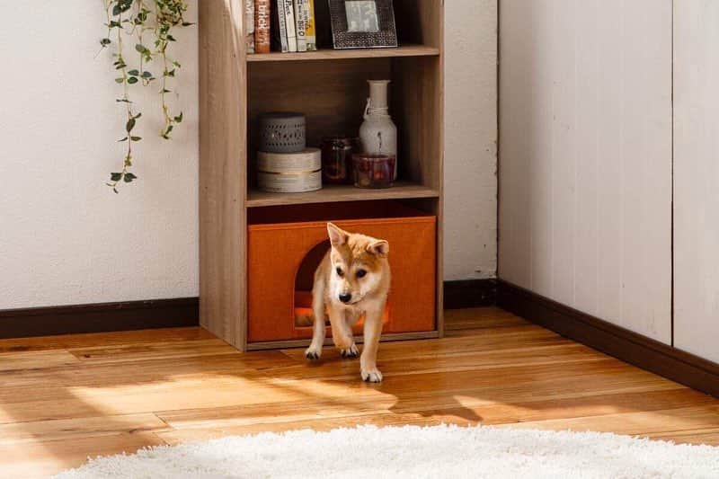 のインスタグラム：「カインズのカラーボックスがペットのおうちに大変身♪ カラーボックスにこの『インナーボックス型ペットハウス』を組み合わせるだけで、ワンちゃん＆ネコちゃんの落ち着ける空間が出来上がります。多頭飼いのおうちならそれぞれに個室をつくってあげられるので、まるでペット専用アパートのよう♪ クッションは季節で使い分けられるメッシュとフリースのリバーシブル仕様。1年を通して快適に過ごせます。 . インナーボックス型ペットハウス 横型/縦型 グレー/オレンジ 価格 980円(税込) . 詳しくはこちら http://www.cainz.com/shop/g/g4549509463443/ . #ペットハウス #インナーボックス #カラーボックス #犬 #猫 #クッション #リバーシブル #快適 #pethouse #innerbox #rack #dog #cat #cushion #reversible #comfortable #cainz #cainzhome #カインズ #カインズホーム #くらしにららら」