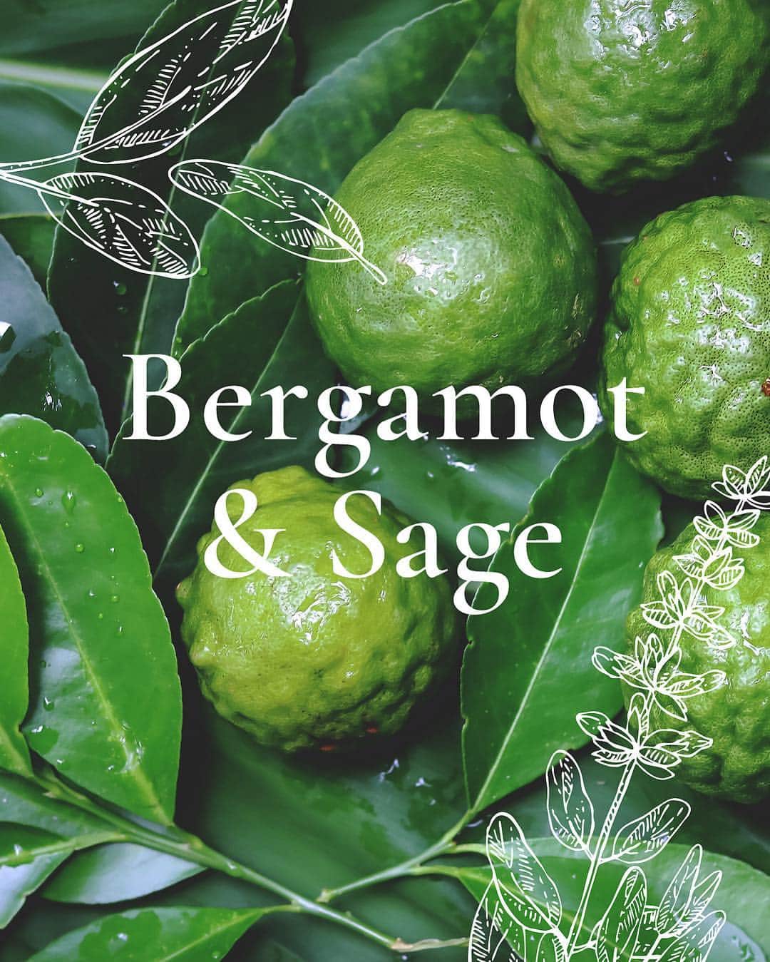のインスタグラム：「This elegant fragrance is made with fresh citrus scent from bergamot with herbal scent of sage 🌱 ﻿ ﻿ ベルガモットによる爽快でフローラルな甘さのある上品な香り🍋﻿ ﻿ ﻿ #ダイアンボヌール #dianebonheur #ダイアンシャンプー #コスメキッチン #cosmekitchen #幸せ #オーガニック #happiness #organic #cosmosorganic #コスモス認証 #health #healthy #オーガニック認証 #限定 #新商品 #ボヌールオーガニック #ヘアケア #ローズ #ネロリ #ベルガモット #セージ #rose #neroli #bergamot #sage ﻿#シャンプー」