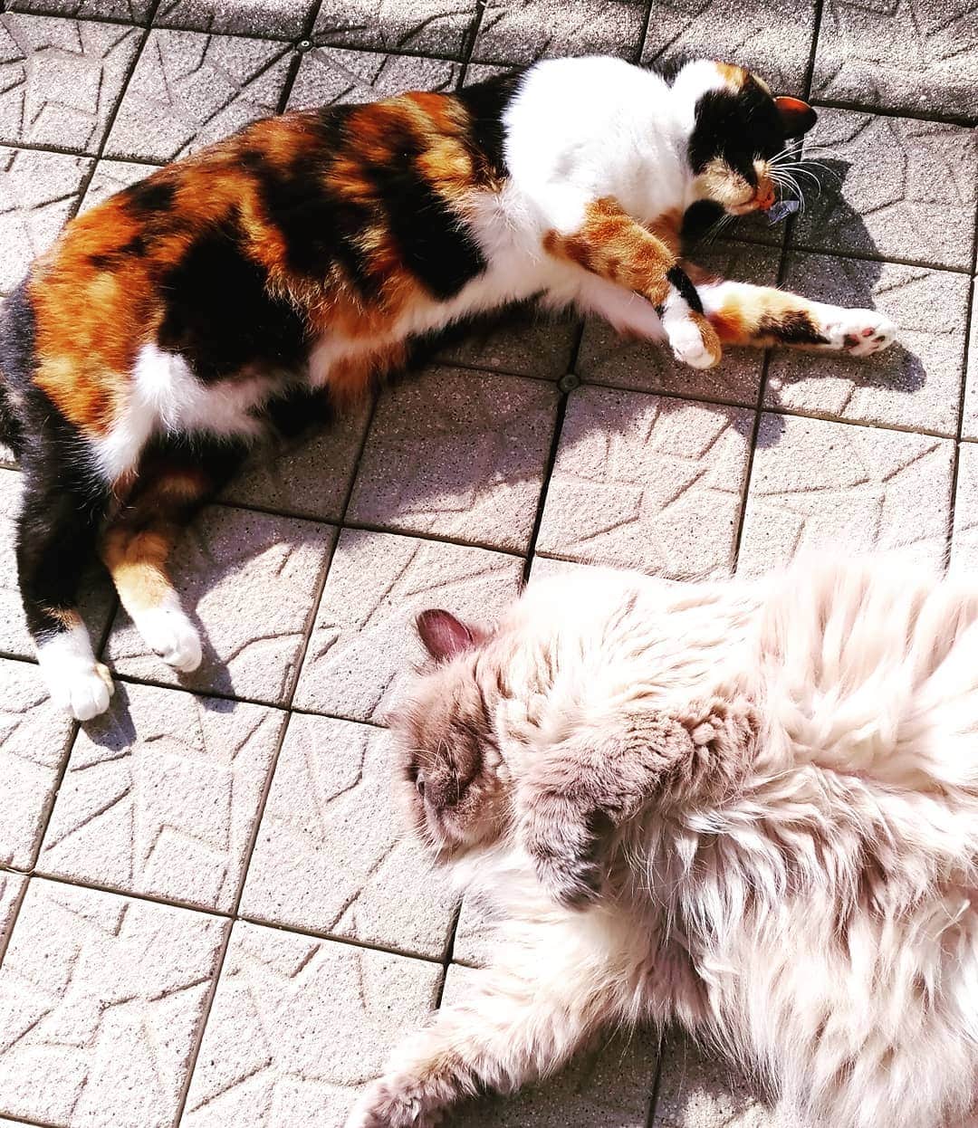 高口里純さんのインスタグラム写真 - (高口里純Instagram)「ああ、あったかいよ～☀️ #猫#ねこすたぐらむ #にゃんすたぐらむ #ヒマラヤン#三毛猫#春うらら #いい天気  #cats#himalayancat #kittys#pets」3月20日 15時20分 - takaguchijay