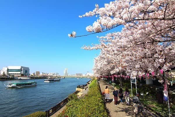 TOBU RAILWAY（東武鉄道）さんのインスタグラム写真 - (TOBU RAILWAY（東武鉄道）Instagram)「. . 🚩【TOBU SPRING FESTIVAL】 . Cherry blossoms are, of course, the most popular attraction in Japan in the spring. Because the weather is more pleasant thanks to warmer temperatures, spring is also a popular season from visitors from inside and outside Japan. This is an introduction to certain spots recommended for a visit in spring along Tobu Railway, namely, the Tokyo Skytree area, Kawagoe, and Satte. Take a little trip by train in the warm air of spring! Check out from the bio link. . . 일본에서 봄에 가장 인기가 많은 것은 역시 “벚꽃”일 것입니다. 날씨도 따뜻하고 쾌적하기 때문에 일본 국내는 물론 외국인들에게도 인기가 많은 시즌입니다. 도부철도 연선의 봄 추천 명소 “도쿄 스카이트리 주변”, “가와고에”, “삿테”를 소개합니다. 따뜻한 봄날씨와 함께 전차로 여행을 떠나 보세요! . . #tobujapantrip #japan #tokyo #tokyoskytree #kawagoe #japanlandscape  #photo_shorttrip #photo_travelers  #jp_gallery #instatravel #cherryblossom #travelingram #bestjapanpics #lovejapan #japan_of_insta #art_of_japan_  #moodygrams #beautifuljapan #닛코 #가와고에 #여행스타그램 #여행 #일본여행 #여행기록 #여행스냅  #도쿄스카이트리 #벚꽃 #도쿄」3月20日 15時34分 - tobu_japan_trip