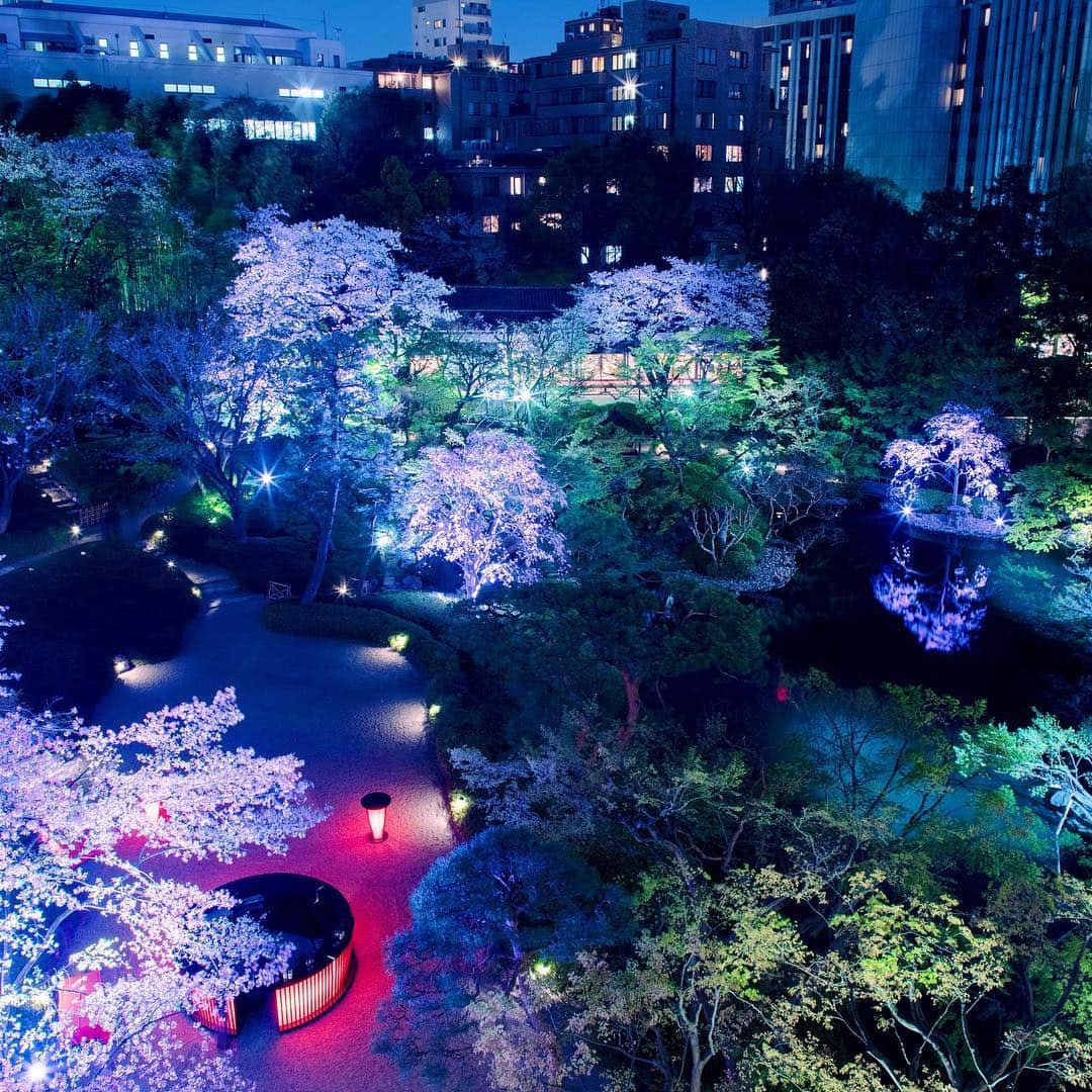 八芳園さんのインスタグラム写真 - (八芳園Instagram)「【いよいよ明日スタート、「Spring Festival 2019 粋」】 いよいよ明日、3月21日(祝木)より、 八芳園全館で桜イベントがスタートいたします。 吉野桜・しだれ桜・八重桜に加えて、 福島県の三春の滝桜や黄色い桜が珍しい御衣黄まで、 順次さまざまな桜が庭園を彩ります。  また、期間中は日没から22時頃まで桜特別ライトアップも実施。 夜桜もゆっくりとご鑑賞いただけます。  庭園散策の前後には、 提携農家から届く野菜や旬の素材が美味しい春の味覚を 5店舗のレストランでお愉しみください。  平成最後のお花見。 スタッフ一同、桜とともに皆さまのお越しをお待ちしております。 [八芳園「Spring Festival 2019 粋」] http://www.happo-en.com/event/springfestival2019/ 【Finally starting tomorrow! "Spring Festival 2019 "Iki 】  Finally from tomorrow, Mar 21st, the events of sakura wil be starting in all around Happo-en.  The garden in Happo-en will undergo an elegant and colorful transformation as sakura trees of different varieties blossom one after another, from Taki-zakura(cascading waterfall sakura from Miharu town in Fukushima), the well-known Yoshino-sakura, Shidare-zakura (weeping cherry), Yae-zakura (double-blossom sakura with more than five petals per blossom), Gyoikou-zakura (a rare green variety), and more.  From March 21st,  sakura trees will be lit up from sunset till 10pm. The elegant night-time viewing of sakura can be enjoyed in a plenty of time.  Before and after the walk in the garden, please enjoy the tastes of spring with seasonal ingredients and vegetables directly delivered from partner farmers at our 5 restaurants.  The last viewing of sakura in a heisei period. We all are waiting for your visit with sakura. [Happo-en "Spring Festival 2019 Iki] http://www.happo-en.com/event/springfestival2019/  #八芳園 #桜 #お花見 #開花 #花見 #祭 #粋 #染井吉野 #吉野桜 #夜桜 #ライトアップ #夜桜ライトアップ #桜イベント #八芳園粋 #sakura #happoen #yozakura #tokyo」3月20日 15時34分 - happoen